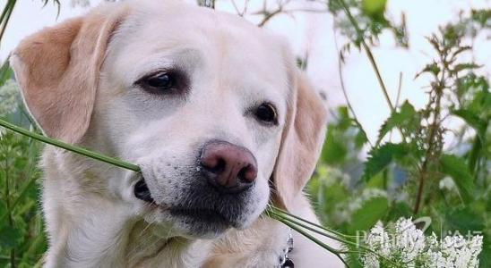 狗狗打完疫苗注意事项 调教狗狗过程中注意五事项
