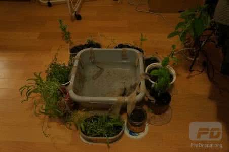 家里没人怎么浇花 家里没人也能浇花?