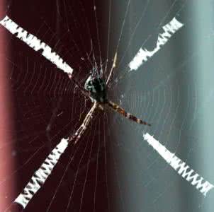 家里常见蜘蛛种类 常见蜘蛛种类的介绍 七种常见的水槽种类介绍