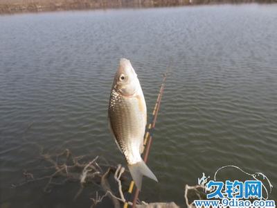 鸭河口水库钓鱼 春钓河口获鱼多