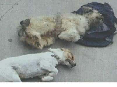 浙江查获售假案 浙江查获5吨氰化物毒狗肉 部分已流入市场