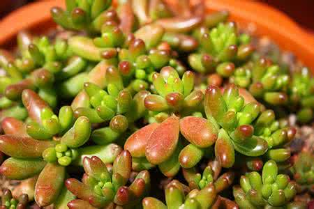 多肉植物习性、种植技术及图鉴：虹之玉