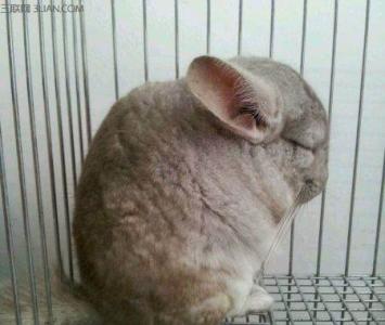 丝绒龙猫特点 龙猫有什么特点如何养护