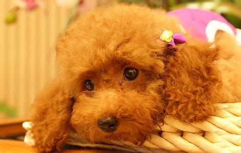 贵宾犬吃哪种狗粮好 贵宾犬只吃狗粮好吗?