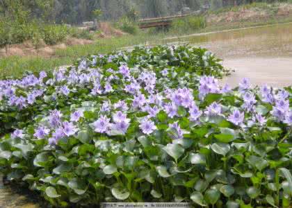 棒针模式 棒针模式----“水葫芦”