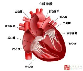 养生堂心脏病 视频 【视频专辑】:  常见疾病 > 心脏病 （图文、视频大合集）完整版