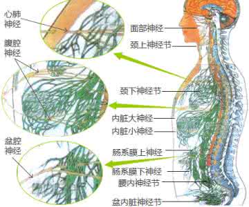 植物神经紊乱看哪科 植物神经功能紊乱 植物神经紊乱的致病因素