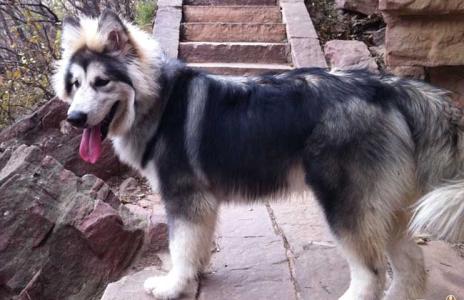 阿拉斯加雪橇犬好养吗 阿拉斯加雪橇犬怎么养 新手怎么饲养阿拉斯加雪橇犬