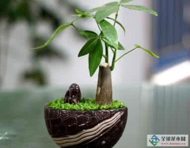 发财树种子种植方法 发财树种植方法 发财树种植方法详解