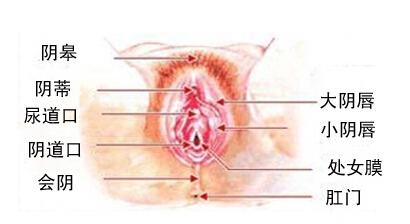 小阴唇肿充血红肿图片 小阴唇充血后能多长？