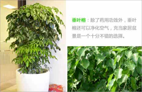家居花卉 家居花卉怎么挑选