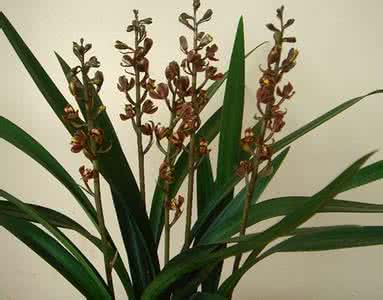 波音平台做假图片大全 兰花做假大全