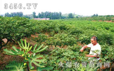 无花果怎样种植 无花果种植 怎样种植无花果