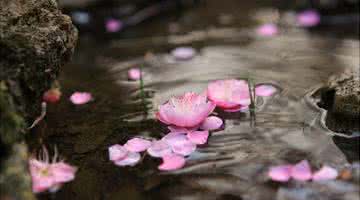 芬芳四溢的意思是什么 心静处细水流长，思开处芬芳四溢