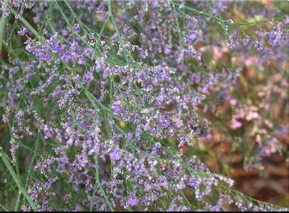 勿忘我与补血草的区别 补血草