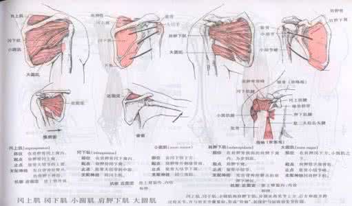 背部肌肉分解 背部训练分解（一）