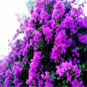 什么人不能吃洋槐花 槐花什么人不能吃 紫色的槐花能吃吗