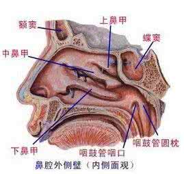 空鼻症症状 空鼻症是什么症状 空鼻综合症的形成和症状