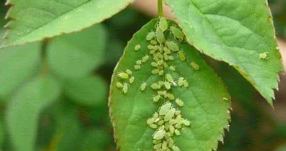 红蜘蛛蚜虫 蚜虫 红蜘蛛,蚜虫的环保杀灭方法