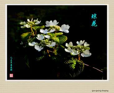 描写琼花的句子 唯美句子：朝看琼花，暮清寒。香墨未散，最怜君。