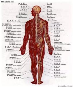 人体解剖3d模型 人体解剖图解（组图）