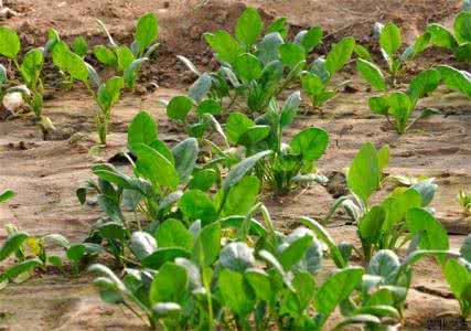 婴儿吃菠菜会过敏吗 菠菜过敏 一般来说请问小孩吃菠菜会过敏吗