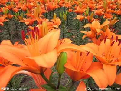 我爱你 百合花 百合花知道我爱你