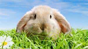 关于兔子的笑话 看透这个关于兔子的笑话，你将前途无量……