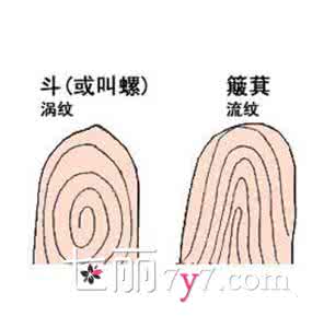 斗和簸箕的说法命运 手相斗和簸箕的说法 不同斗数不同命运_手纹斗