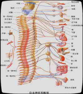 生理学神经系统ppt 神经系统调节人体生理活动原因