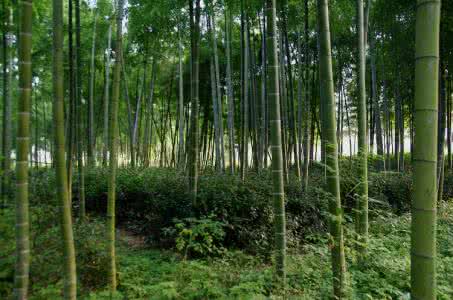 竹之缘香皂 竹之缘