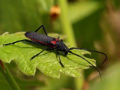 红缘天牛 红缘亚天牛(图)