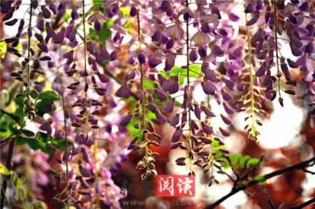 红小豆的种植技术要点 红小豆的种植技术要点 【紫藤树】紫藤树的种植要点