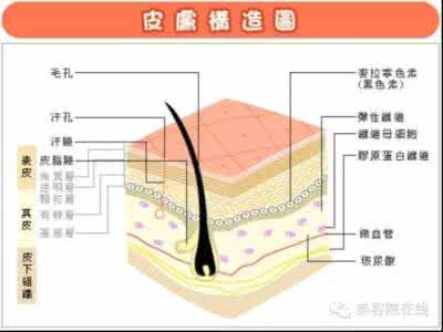 皮肤生理学基础知识 皮肤生理学知识 皮肤生理学及护理基础知识大全