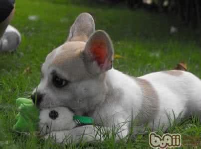 怎么训练狗狗大小便 训练狗狗的十个小误区