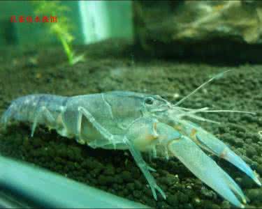 天空蓝魔虾的繁殖方法 天空蓝魔虾 【方法】天空蓝魔虾怎么分辨雌雄？