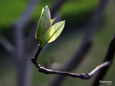 棒针模式 棒针模式----“含苞待放”