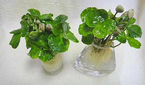咖啡种子盆栽 好漂亮的盆栽！【用咖啡种子做漂亮盆栽（水栽）】