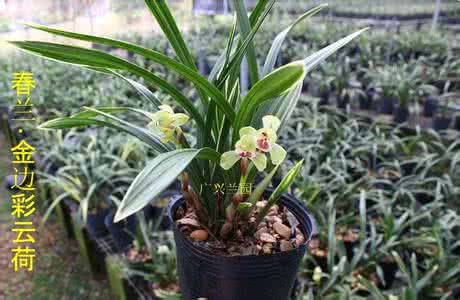 矮种兰花什么品种好 矮种兰花什么品种好？