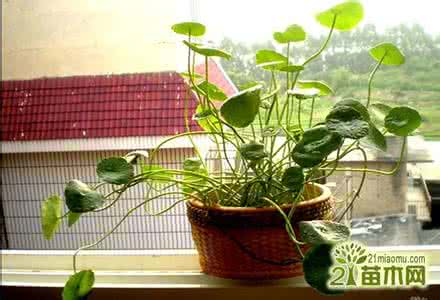 家居风水植物摆放禁忌 家居植物摆放风水 家居风水植物的解析