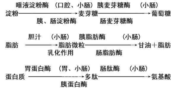 不含消化酶的消化液是 消化酶 只含一种消化酶的消化液是；含多种消化酶的消化液是；