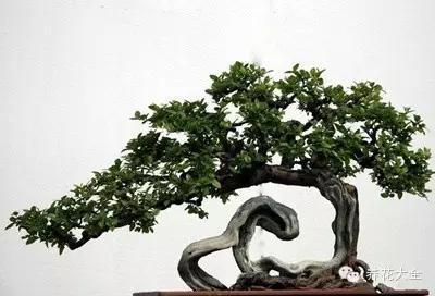 香皂还能做成什么样子 牛逼 | 盆景怎么还能做成这个样子?