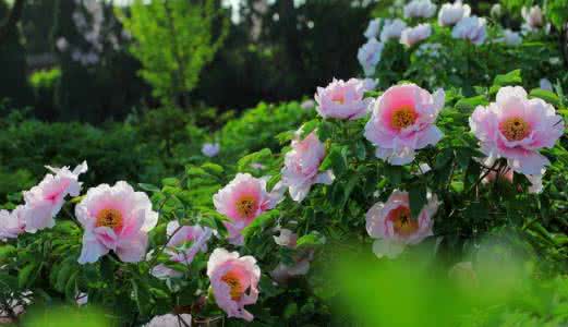 牡丹花种子的种植 牡丹花种子的种植 【牡丹花种植】牡丹花的种植管理