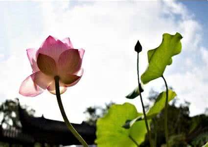 洗净浮华独匠心 ? 心若从容,浮华自消