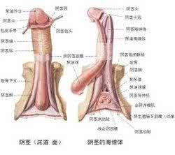 怎样催月经马上见效 阴茎短小怎样治疗见效最好