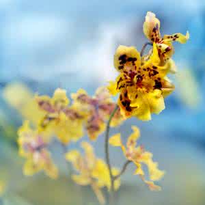 芳香族异氰酸酯 异芳芥片