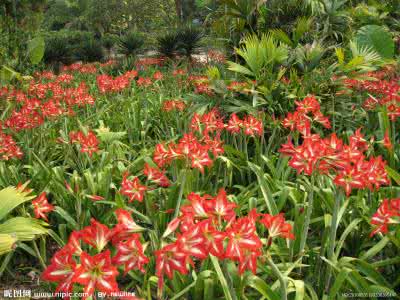 花草茶组合 球根花卉 早春三月花草球根花卉组合(下)_图文