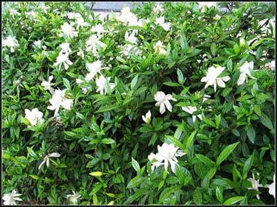 栀子花种植 栀子花种植 种植栀子花技巧