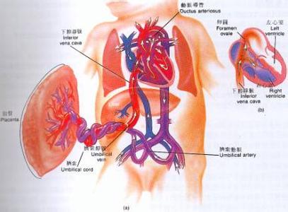 新生儿常见生理现象 人体常见各种生理反应现象解析