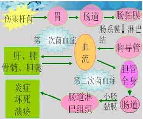 伤寒与副伤寒 伤寒与副伤寒 第三节 伤寒与副伤寒